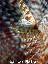 Feather duster worm found while snorkeling just south of ... by Joe Platko 